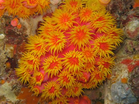 Coral Plant Ocean Hardy Reef Photo Reefs Coral Reef