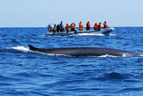 Great Whales Of The Azores São Miguel Naturetrek