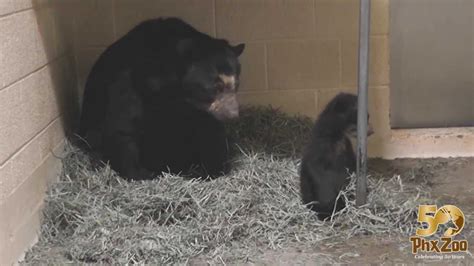 Andean Bear Cub Helps Mom Build A Nest Youtube