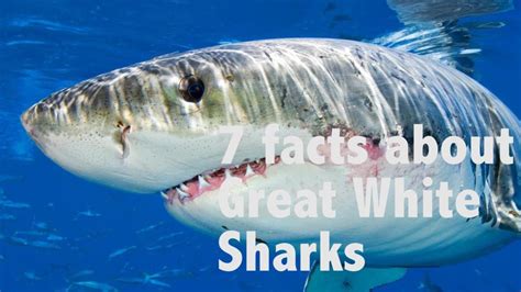 7 Facts About Great White Sharks Youtube