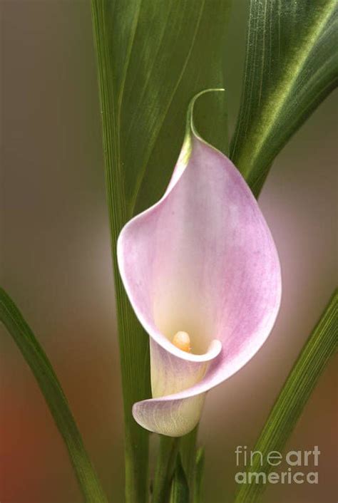 Stunning Pink Calla Lily Art Print By Deborah Smolinske Artofit