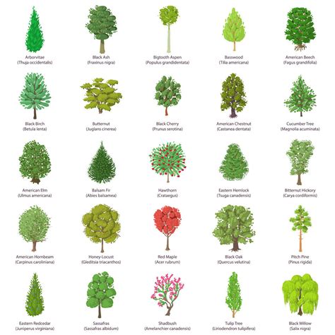 Common Names Of Trees