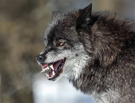 Snarling Wolf Stock Photos Pictures And Royalty Free Images Istock