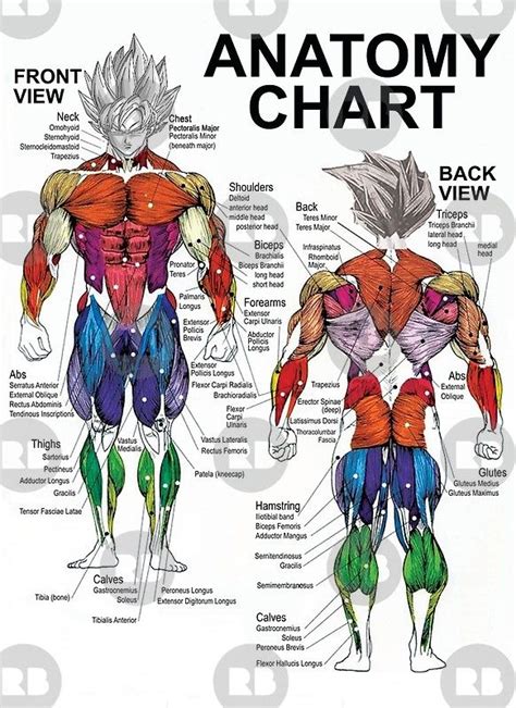 Printable Muscle Anatomy Chart Fitness Muscle Diagram Blog Dandk