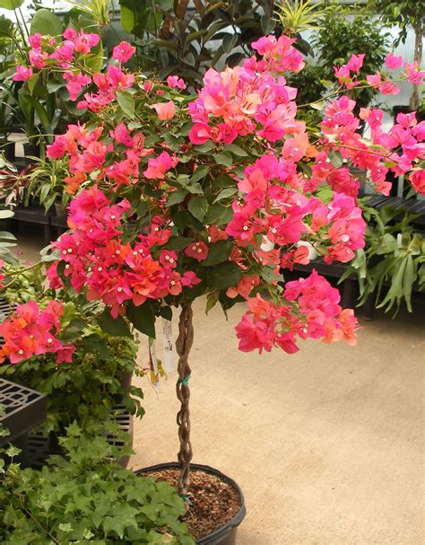 Bougainvillea is one of australia's most vibrant sun loving plants. Bougainvillea care | Bougainvillea tree, Bougainvillea ...
