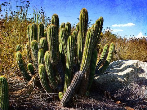 Desert Plants The Wild Bunch Photograph By Glenn Mccarthy