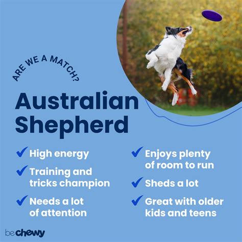 australian shepherd characteristics care and photos bechewy