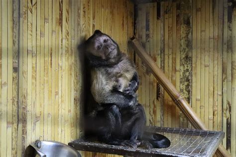 Capuchino Marrón Mono Capuchino Animales Zoológico Primacía Lindo