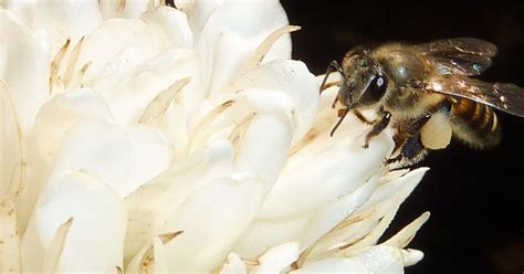 Buzz Kill Climate Change Threatens Coffee Pollinating Bees Ecowatch