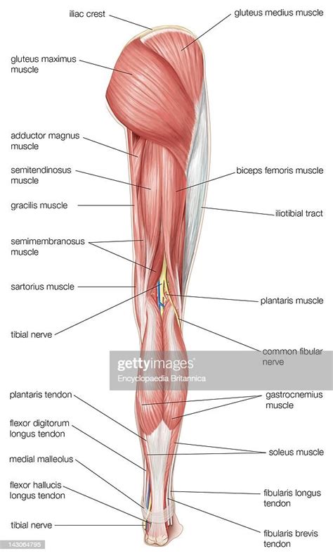 Posterior View Of The Human Right Leg Showing The Muscles Of The