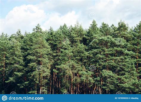 Beautiful Forest Of Pine Trees Stock Image Image Of Horizontal