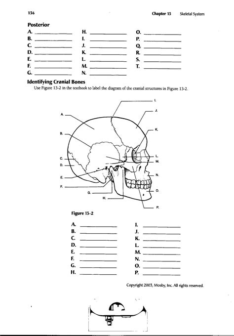 Anatomy Labeling Worksheet