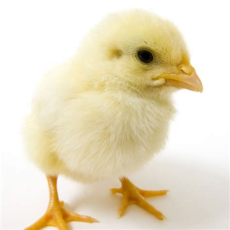 Where To Buy Baby Chickens And Other Poultry Online
