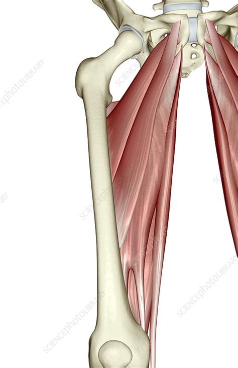 Pelvic & upper thigh anatomy. Muscles of the upper leg - Stock Image - F002/0277 - Science Photo Library