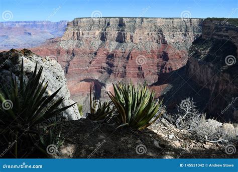 Cactus Overlooking Grand Canyon Stock Photo Image Of Sunrise America