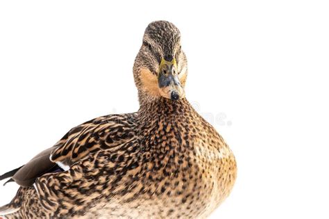 Female Duck On The Wuite Snow Background Stock Photo Image Of White