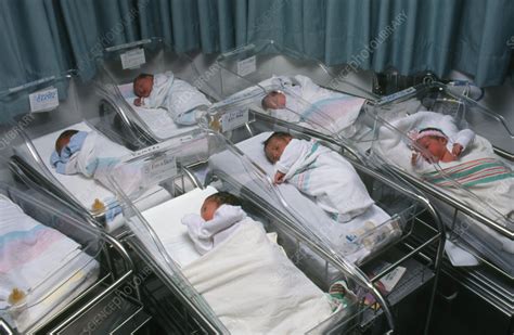 Newborn Babies In A Hospital Maternity Nursery Stock