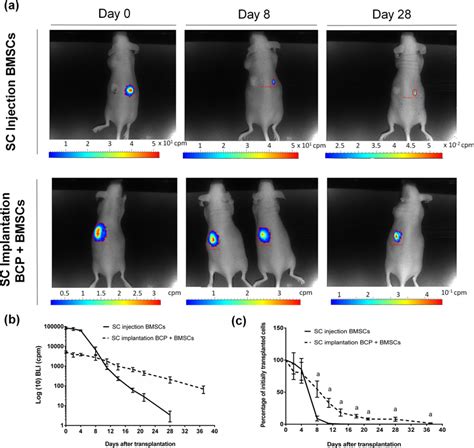 Bioluminescence Imaging Of Luciferase Expressing Bone Marrow Stromal