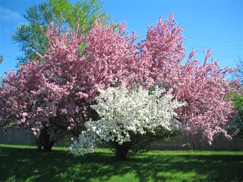 Crabapple With Two Colored Flowers Flowering Cherry Tree Landscape