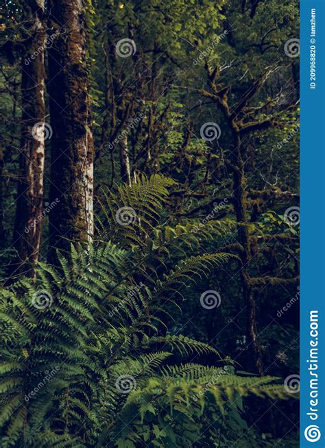 Fern Dense Forest Jungle Thicket Russia Dark Green Background Stock