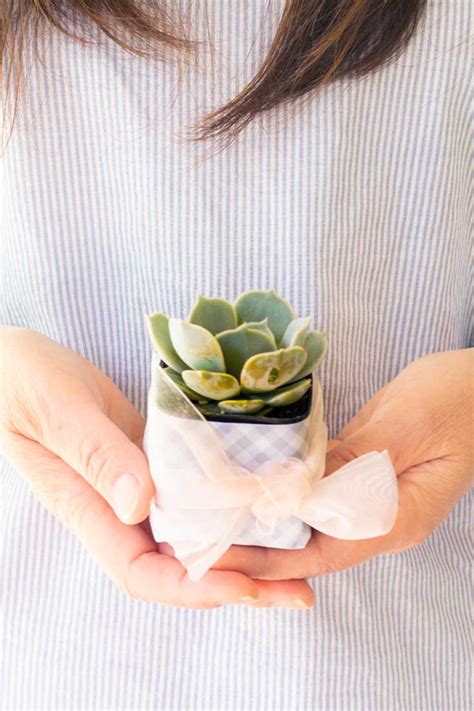 Diy Succulent Wedding Favors Happy Happy Nester