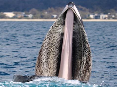 I am very bruised up but have no broken. Dunsborough whale watchers stumped by open-mouthed whale ...