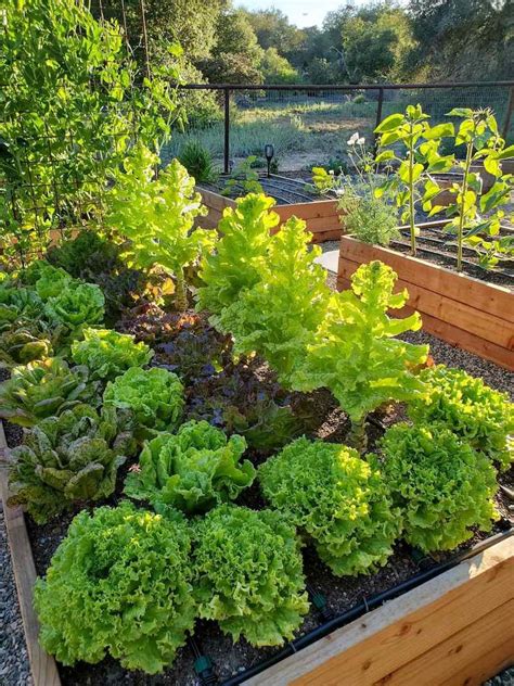 Growing Lettuce How To Plant Protect And Harvest Lettuce In 2023