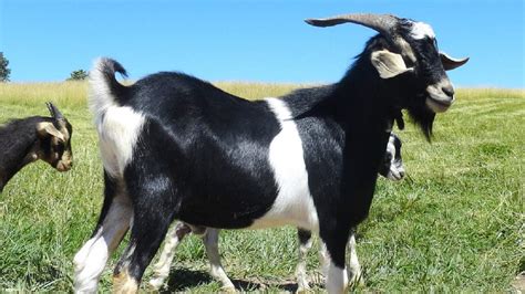 Raising Goats For Meat Ultimate Guide To Meat Goat Farming