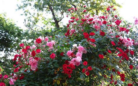 Buy Red Cascade Rose For Sale Online From Wilson Bros Gardens