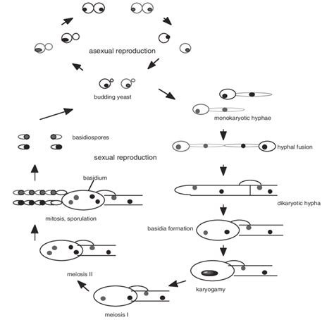 Life Cycles Of Cryptococcus Neoformins Download Scientific Diagram