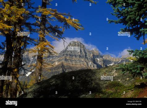 The Rocky Mountains And Larch Trees In Yoho National Park British