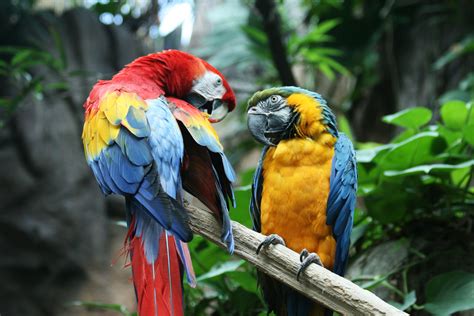 Macaw Parrot Bird Tropical 1 Wallpapers Hd Desktop