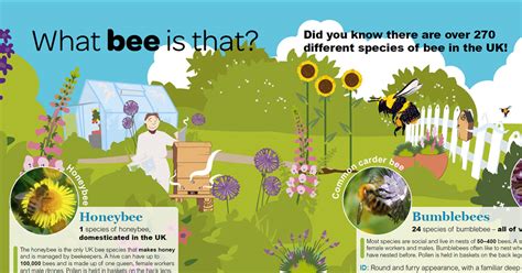 Discover The Different Types Of Bee Bee The Change Bumblebee