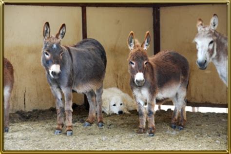 Tell Me About Miniature Donkeys Benson Ranch Miniature Donkeys Llc