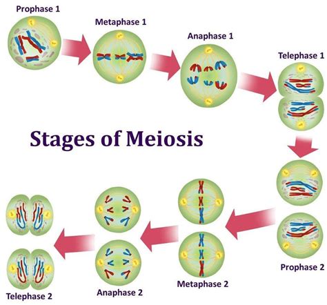 Meiosis Diagram Random Orientation Of Chromosomes During Meiosis