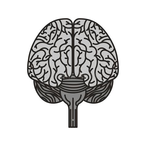 Brain Organ Human Icon Stock Vector Illustration Of Neurology 89104090
