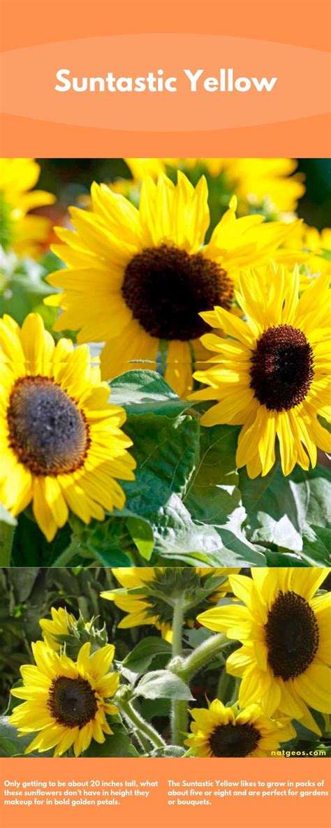 Different Types Of Sunflowers Varieties With Photo Natgeos