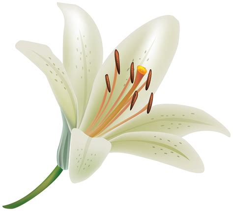 Free photo: White lily flower - Petal, Fresh, Garden - Free Download png image