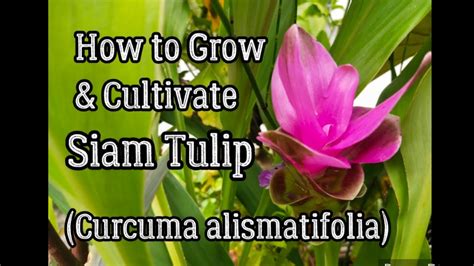 How To Grow And Cultivate Siam Tulip Curcuma Alismatifolia Youtube