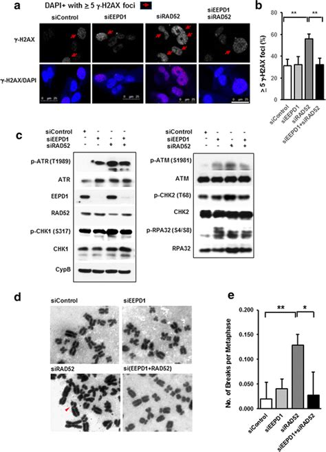 Exonucleases and endonucleases are two types of nucleases. The endonuclease EEPD1 mediates synthetic lethality in ...