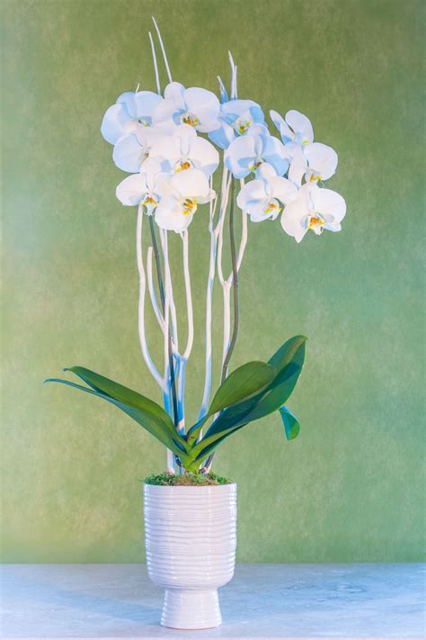 Phalaenopsis Orchid In Ceramic Vase Simply Beautiful Flowers And Ts