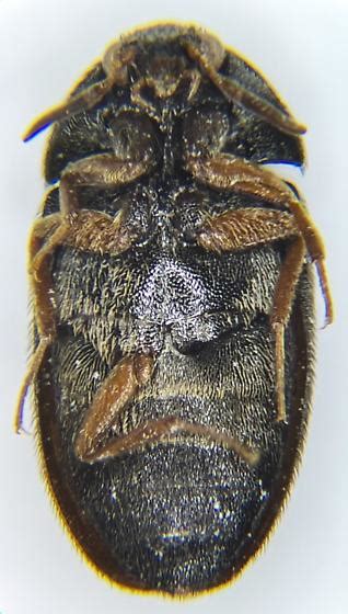 Dermestidae Attagenus Brunneus Black Carpet Beetle Attagenus
