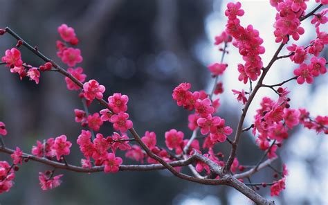 Flower wallpapers pink hd has 928 views. branches flowers pink spring nature - HD Desktop ...