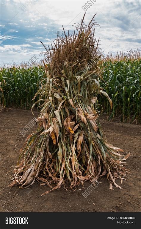 Corn Stalk Bundle Image And Photo Free Trial Bigstock