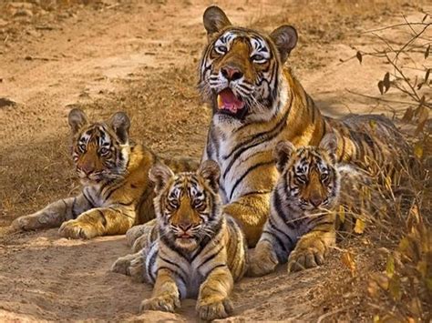 Tiger Mom And Cubs Big Cats Pinterest Tigers And Cat