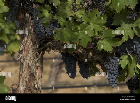 Ripe Grapes On The Vine Stock Photo Alamy