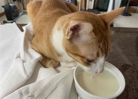 สำหรับ'เคนมผง'นั้นเพิ่งเป็นที่รู้จักกันไม่นานนี้ เริ่มแพร่ระบาดในหมู่วัยรุ่นย่านชานเมืองพื้นที่กรุงเทพ ฯ และ อ.ลำลูกกา จ.ปทุมธานีส่วนผสมใน. + "นมลูกแมว" ยี่ห้อไหนดี 2020 รวมมาแล้ว รีวิว 9 ตัว + - PlusAround