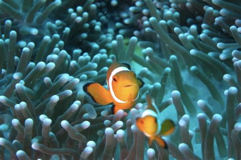 Clownfish Unable To Adapt To The Climate Crisis Scientists Say Earth