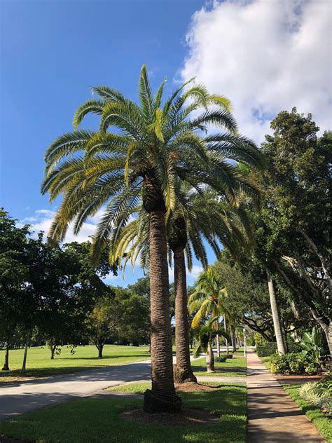 Can Anyone Tell Me The Exact Type Of Palm Tree This Is South Florida
