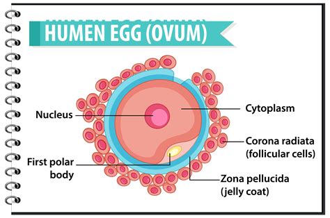 Human Egg Or Ovum Structure For Health Education Infographic 1432702 Vector Art At Vecteezy